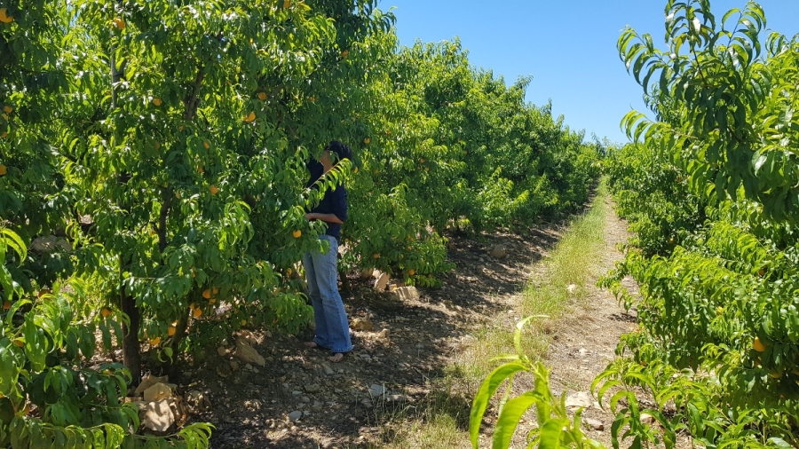 Commercial Property for Sale in Stellenbosch Farms Western Cape